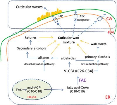 Molecular and Evolutionary Mechanisms of Cuticular Wax for <mark class="highlighted">Plant Drought Tolerance</mark>
